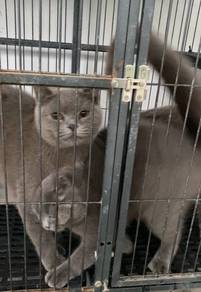 BSH sepasang umur setahun