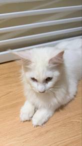 mainecoon solid white