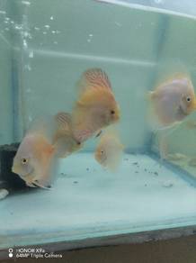 discus fish melaka