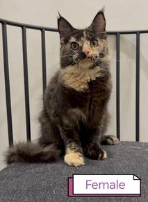 Purebred Maine Coon Female