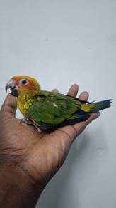 Burung sunconure