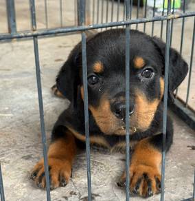 Rottweiler 
