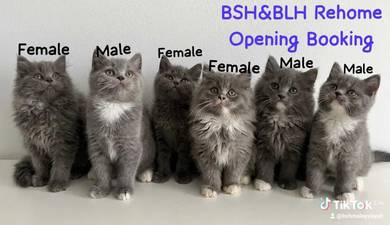 BSH & BLH Blue n Bicolour Rehome With Fees ✨💰