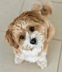 K2574 Puppers Silkese Maltese Yokie Silkese Puppy