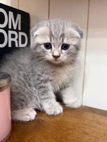 scottish fold male kitten