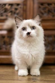 Ragdoll munchkin