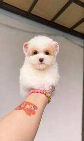 Tiny Poodle-boy