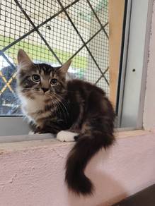 siberian female kitten