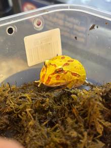 Albino Pacman