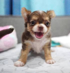 CHIHUAHUA PUPPIES VIP04 🌷Head Apple Bonnie Dog