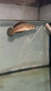 channa auranti