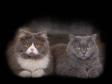 Kucing