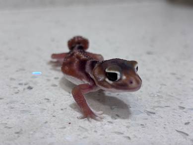 Knob tail gecko NLL