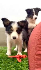 Border collie MKA microchip