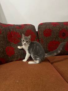 British short hair Bengal