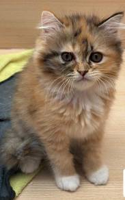 Ragamuffin Calico