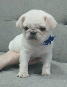 PUG PUPPIES 690 🌻 Male