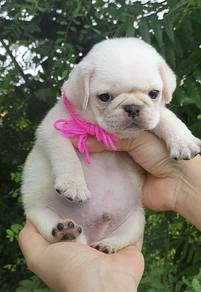 PUG PUPPIES 668 🌻 REHOME Boy~Girl