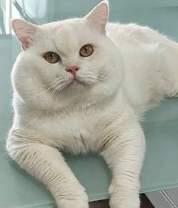 British shorthair for mating BSH mating service