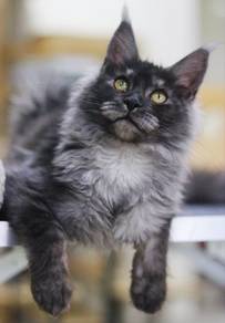 maincoon