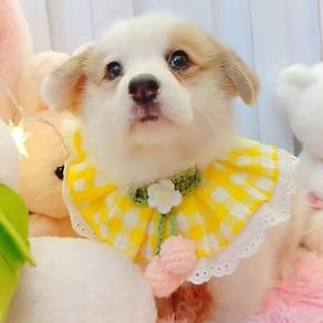 Corgi