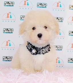 Maltipoo