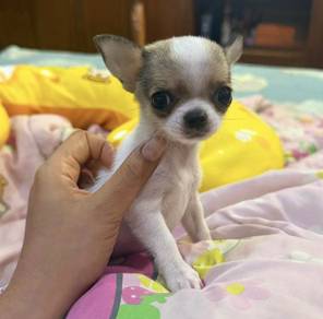 CHIHUAHUA PUPPIES VIP125🌷Head Apple Cute Dog Girl