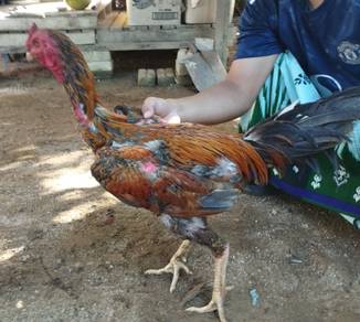 Ayam Jantan Osyamo + Pama