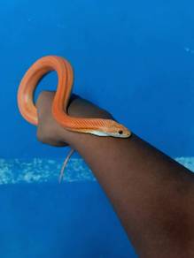 Corn snake