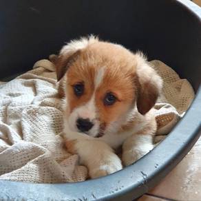 Welsh Corgi