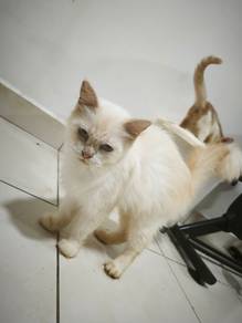 female adult cat