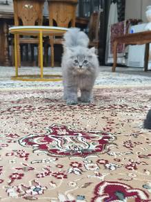 anak kucing parsi gebuuu