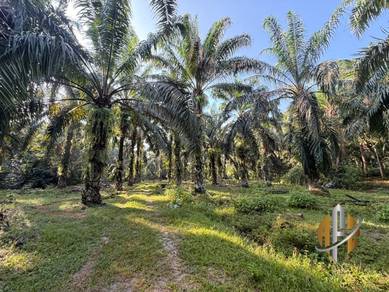Agricultural Land in Kulim, KDH