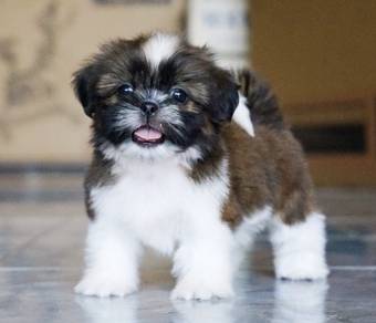 SHIH TZU PUPPIES A364🌻 Small Dog Available Girl