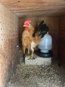 ayam serama