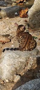 bengal 3 bulan
