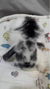 rabbit HL cute