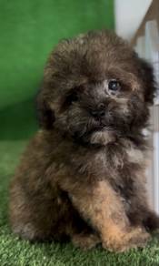 Shipoo puppy