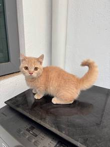 Munchkin Bsh
