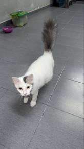 kucing