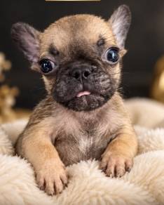French Bulldog