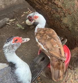 Muscovy Hias warna lavender coklat