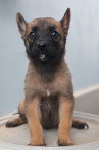 Belgian Malinois 