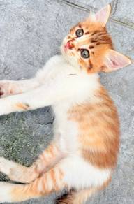 anak kucing Free