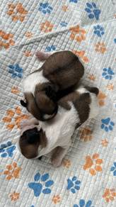 Pure Breed Shihtzu 