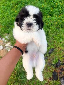 Shih Tzu Male Puppy