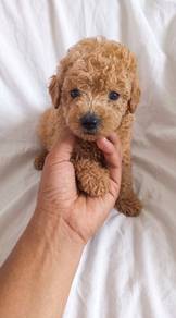 Toy Poodle