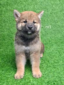 Sesame Shiba inu