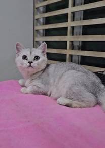 BSH British Shorthair quality kitten