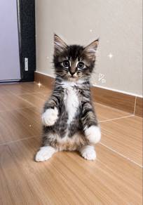 Mainecoone Mix Persian